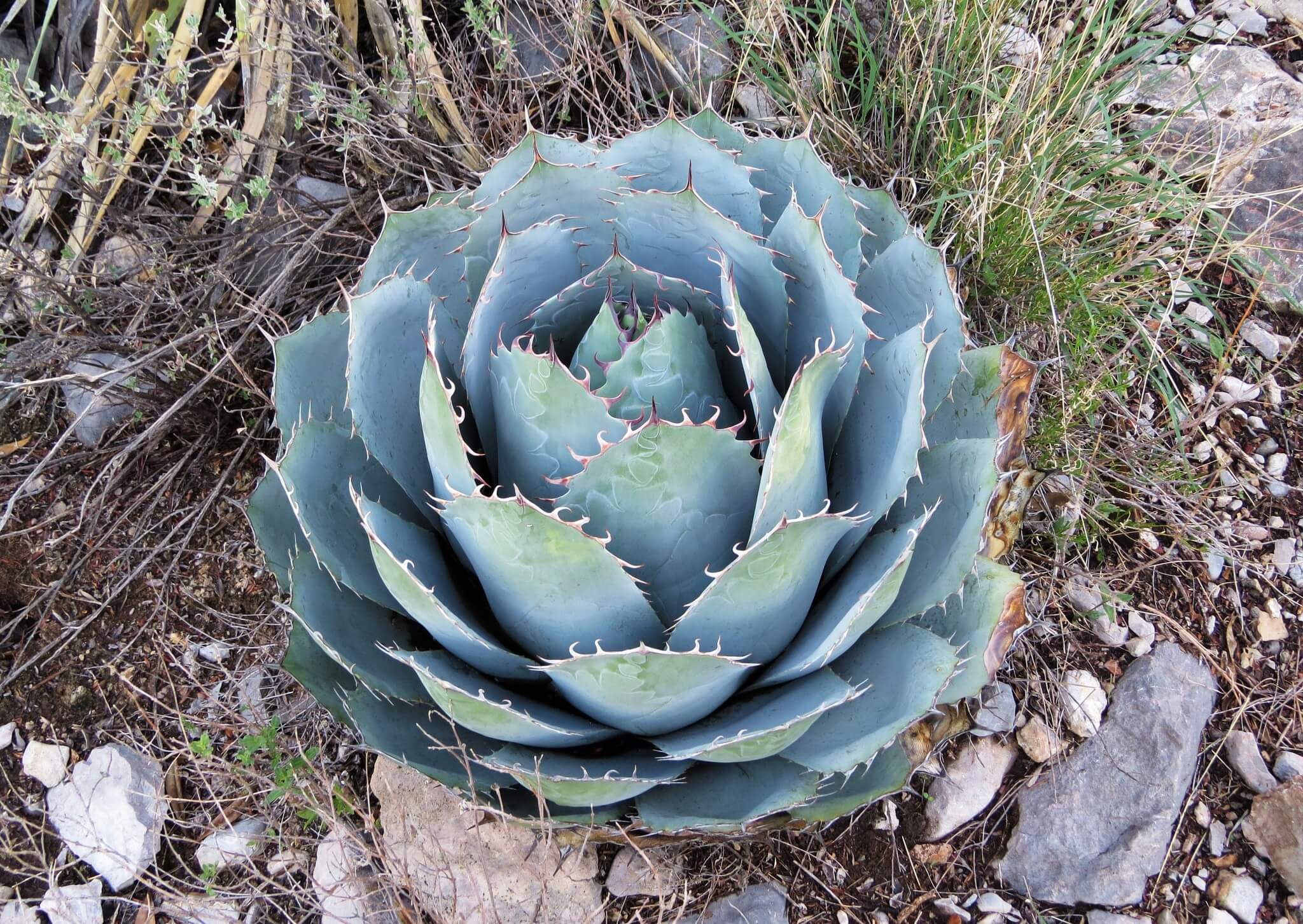 Agave parrasana
